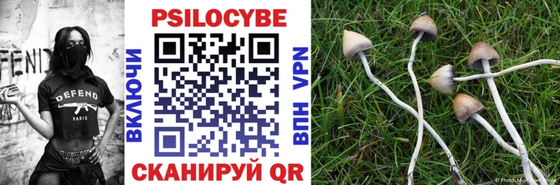 Псилоцибиновые грибы Psilocybe  Купить где  Голицыно 